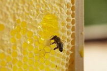 Пчела сидит на сотах — стоковое фото