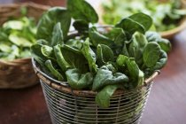 Fresh young spinach — Stock Photo