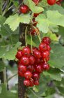 Ribes rosso maturo su cespuglio — Foto stock