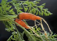 Органическая морковь со стеблями — стоковое фото