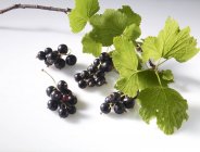 Ribes nero con ramoscello e foglie — Foto stock