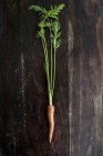 Cenoura fresca colhida — Fotografia de Stock
