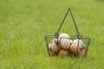Ovos de galinha e codorniz em cesta de arame — Fotografia de Stock