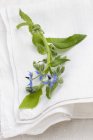 Closeup view of flowering Borage on white linen cloth — Stock Photo
