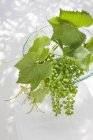 Vine leaves and green unripe grapes — Stock Photo
