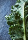 Freshly washed kale leaf — Stock Photo