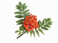 Rowan berries on branch with leaves — Stock Photo