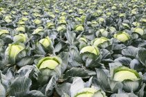 White cabbages growing in field — Stock Photo