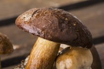 Closeup view of fresh Bay bolete on a wooden crate — Stock Photo
