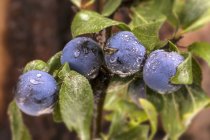 Sloes covered in dew outdoors — Stock Photo