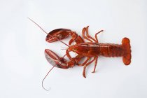 Vue de dessus d'un homard rouge sur une surface blanche — Photo de stock
