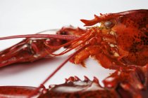 Vista close-up da cabeça de lagosta e garras na superfície branca — Fotografia de Stock