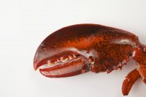 Vista close-up da garra de lagosta na superfície branca — Fotografia de Stock