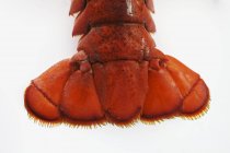 Primo piano vista della coda di aragosta rossa sulla superficie bianca — Foto stock