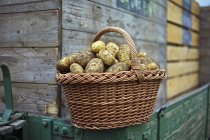 Basket of fresh picked Ditta potatoes — Stock Photo