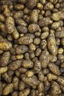 Fresh picked Ditta potatoes — Stock Photo