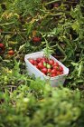 Tomates frescos colhidos — Fotografia de Stock