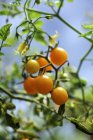 Желтые помидоры на растении — стоковое фото