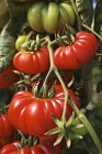 Tomates Costoluto Genovese - foto de stock