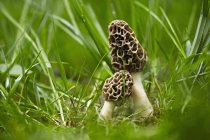 Primo piano vista di funghi Morel che crescono in erba — Foto stock