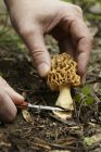 Vue rapprochée des mains coupant un champignon morilles — Photo de stock