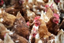 Vista close-up de aglomeração de galinhas marrons e brancas — Fotografia de Stock