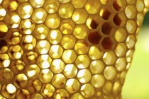 Schmackhafter goldener Honig — Stockfoto