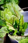 Fresh picked beetroot leaves — Stock Photo