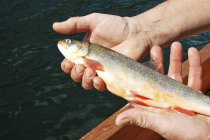 Mani maschili in possesso di salmerino appena pescato — Foto stock