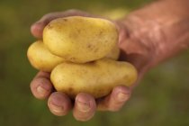 Mão segurando batatas cedo — Fotografia de Stock