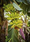 Bananen wachsen auf Pflanzen — Stockfoto