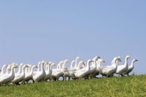 Vista lateral diurna de gansos de campo libre caminando sobre hierba - foto de stock