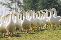 Vista diurna de gansos de campo libre caminando sobre hierba - foto de stock