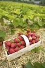 Frisch gepflückte Erdbeeren — Stockfoto