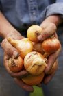 Un hombre con manos sucias sosteniendo cebollas recién cosechadas - foto de stock