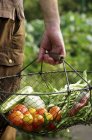 A man carrying freshly harvested vegetables in a wire basket from a garden outdoors — Stock Photo
