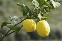 Спелые лимоны на ветке — стоковое фото