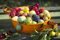 Different types of plums in enamel sieve — Stock Photo