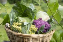 Different types of fresh picked cabbages — Stock Photo