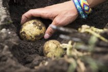Batatas a serem colhidas enquanto a mão colhe uma batata do chão — Fotografia de Stock