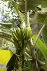 Plátanos que crecen en planta - foto de stock