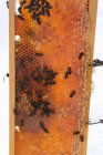 Пчелы на сотах в кадре — стоковое фото