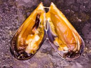 Frisch geöffnete Muschel — Stockfoto