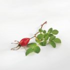 Closeup view of rose hip with leaves on white background — Stock Photo