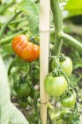 Tomates maduros e inmaduros en la planta - foto de stock