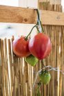 Tomatoes tied on wooden plank — Stock Photo