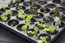 Zwei Arten junger Salate, rot und grün, in einem Setzlingsfach — Stockfoto