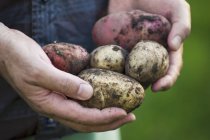 Mann hält frisch gepflückte Kartoffeln in der Hand — Stockfoto