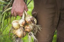 A man in a garden holding freshly harvested onions — Stock Photo