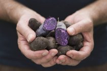 Man holding purple Vitelotte potatoes — Stock Photo